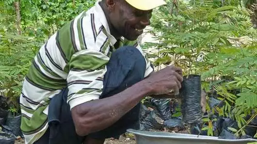 Wiederaufforstung in Haiti: Ein Mann pflanzt Baum-Setzlinge.